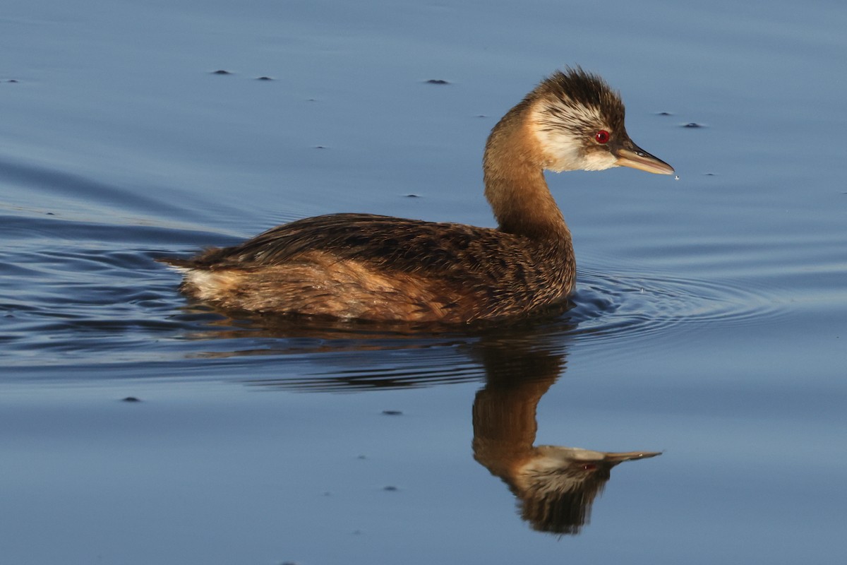 White-tufted Grebe - Robert Hagen