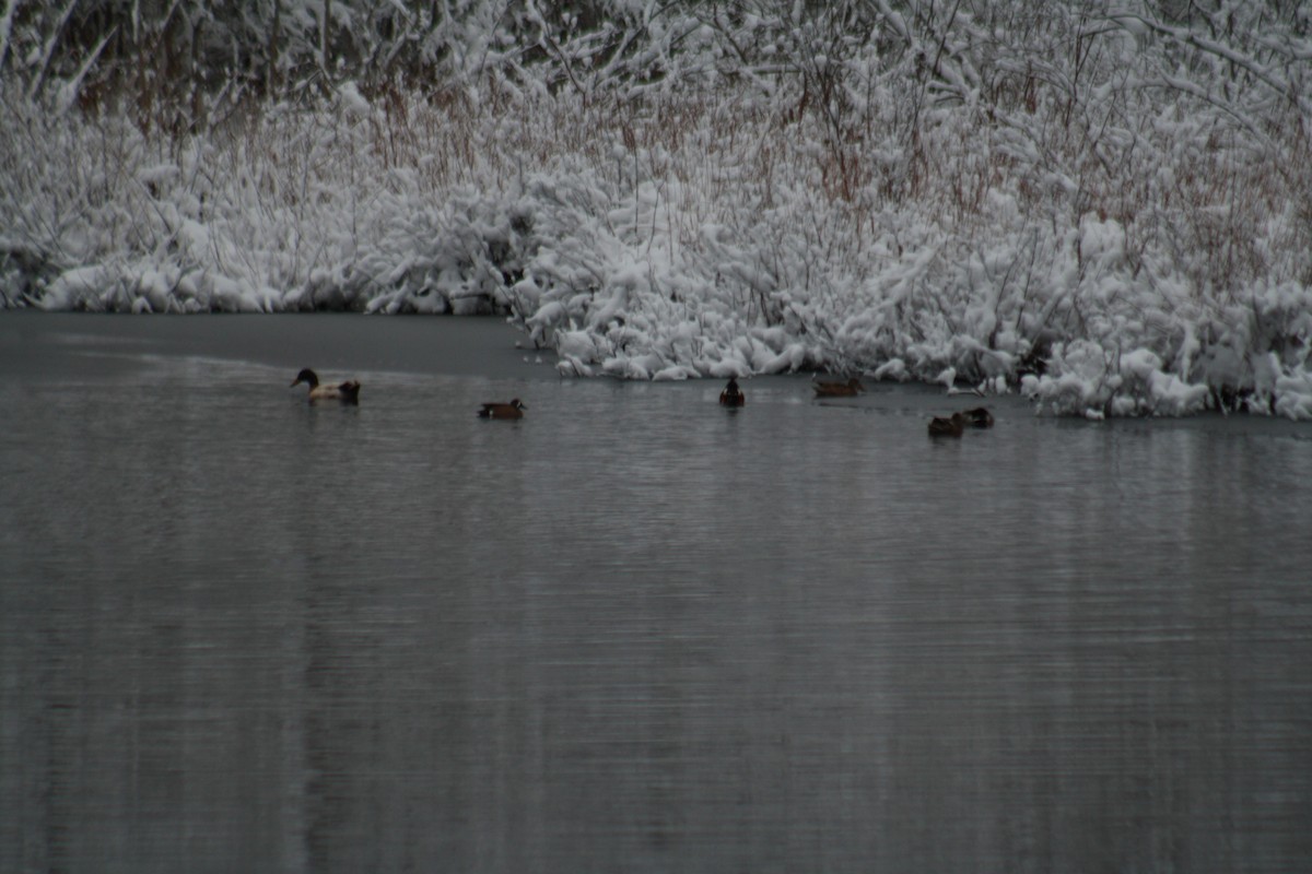 Blue-winged Teal - ML544348561