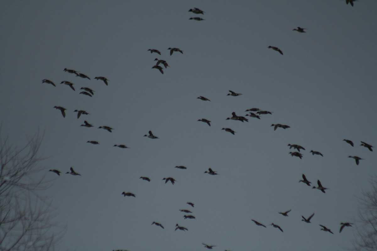 Northern Pintail - ML544348901