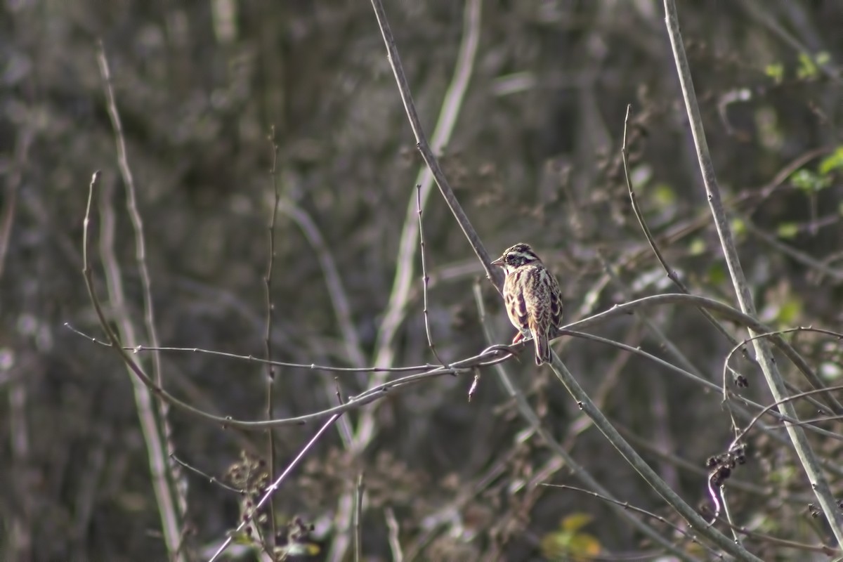 Rustic Bunting - Alperen KÖSE