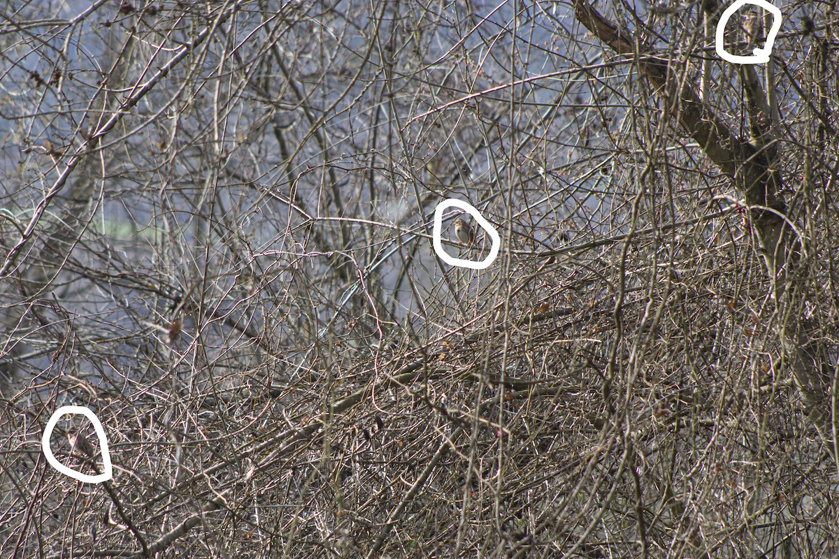 Rustic Bunting - ML544349021