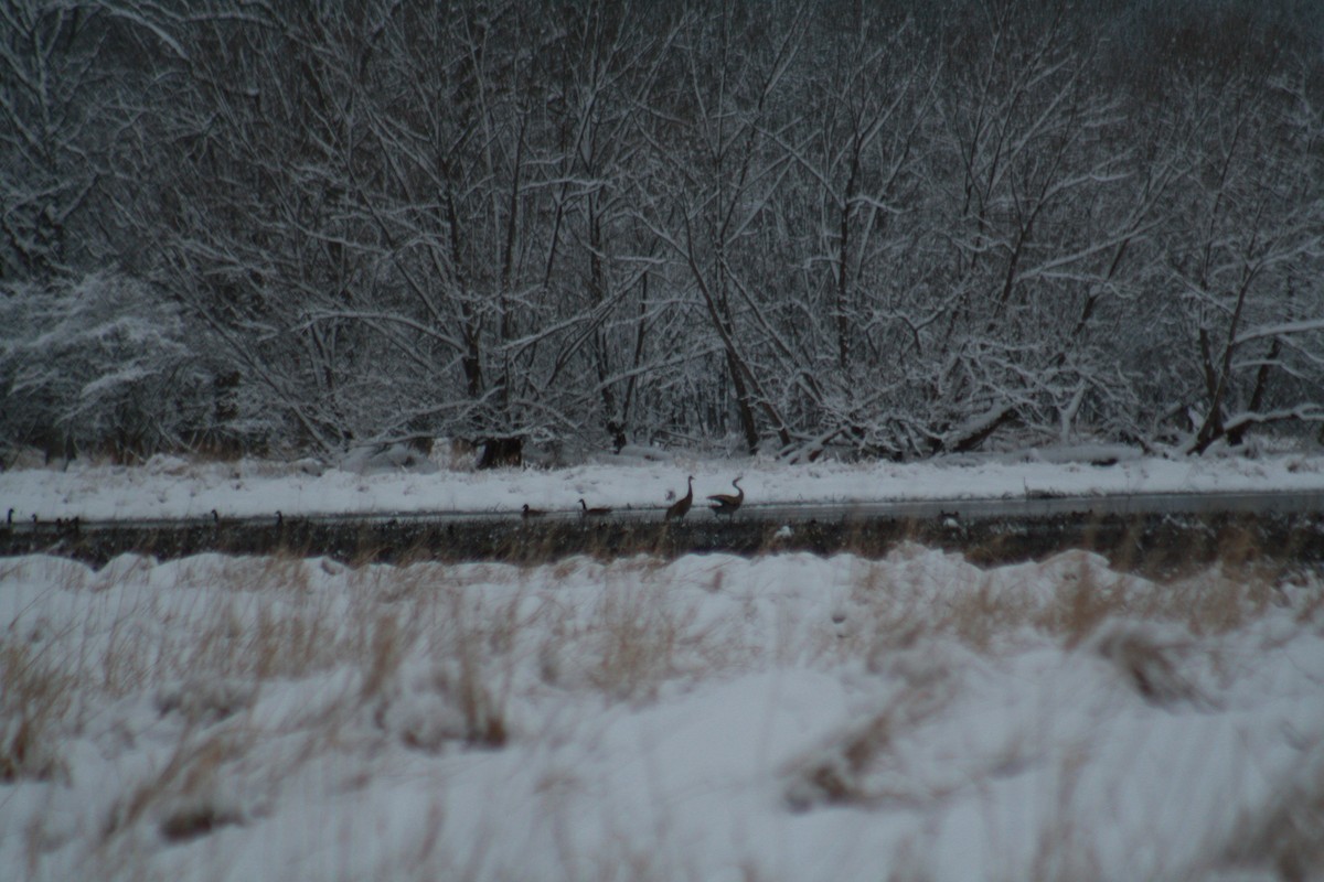 Sandhill Crane - ML544349411