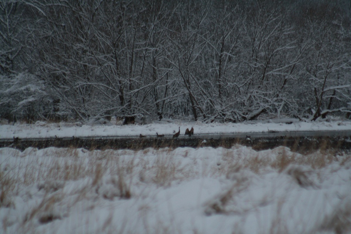 Sandhill Crane - ML544349421