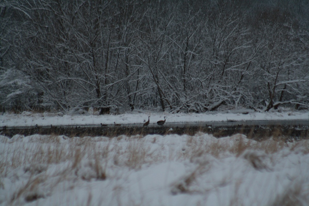 Sandhill Crane - ML544349431