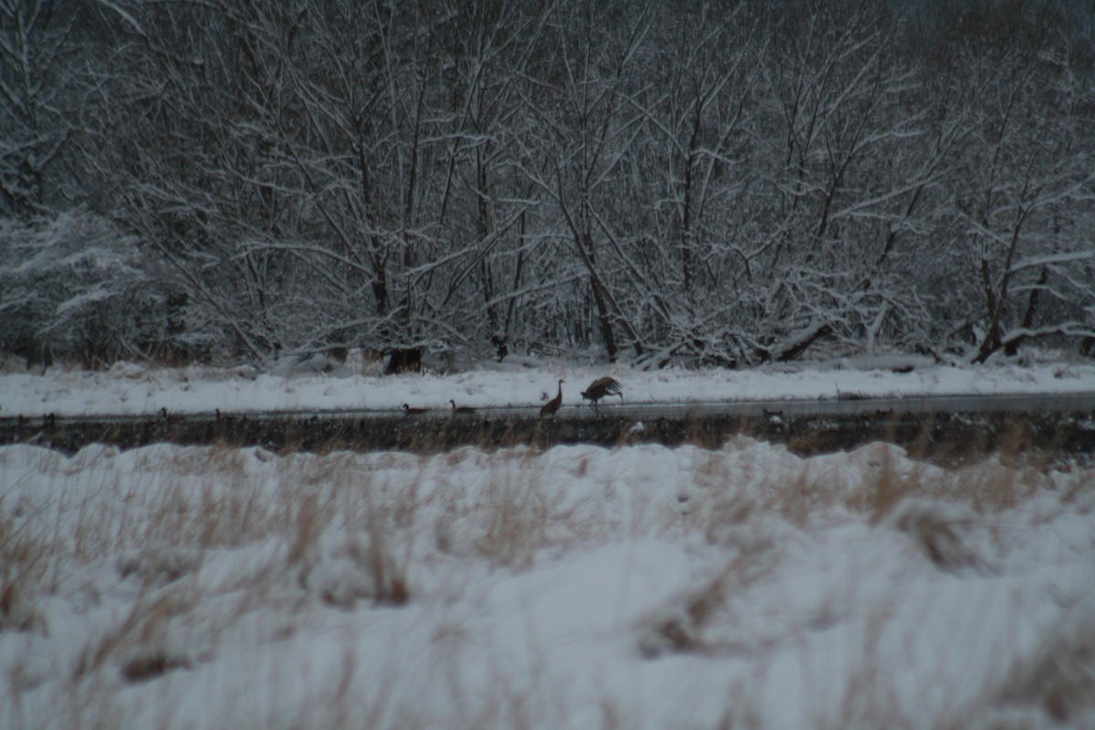 Sandhill Crane - ML544349441