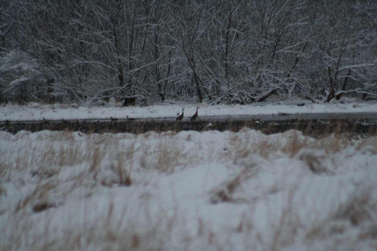 Sandhill Crane - ML544349451