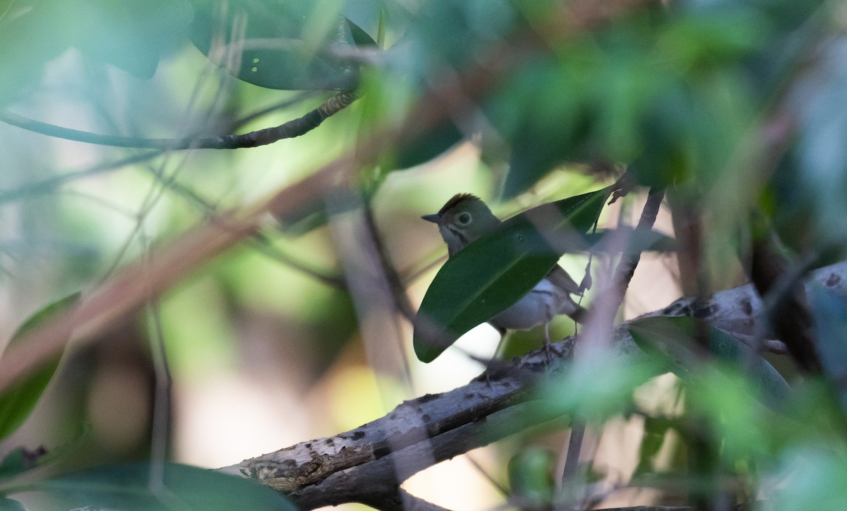 Ovenbird - Jay McGowan