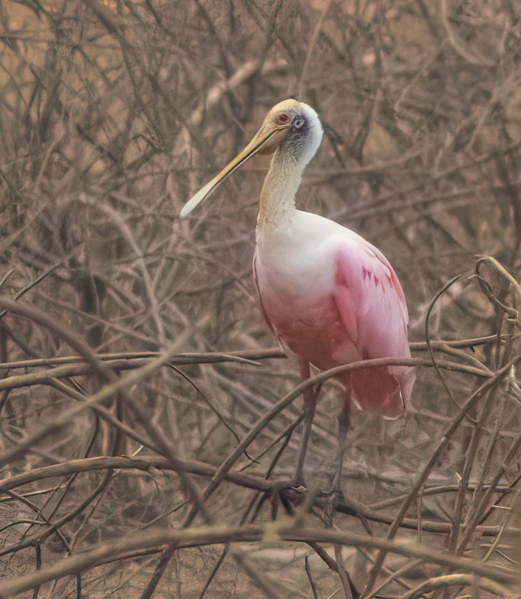 Roseate Spoonbill - Eduardo Faria