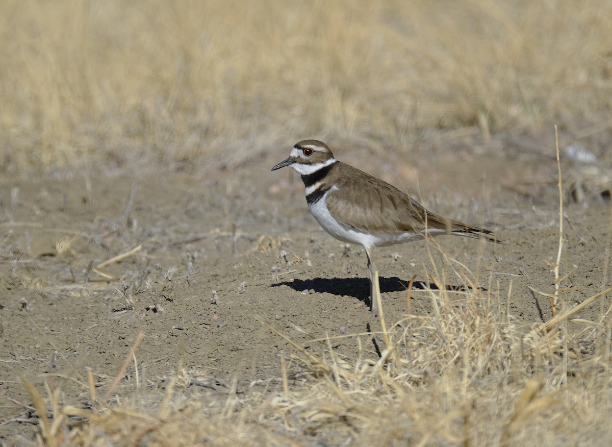 Killdeer - ML544354431