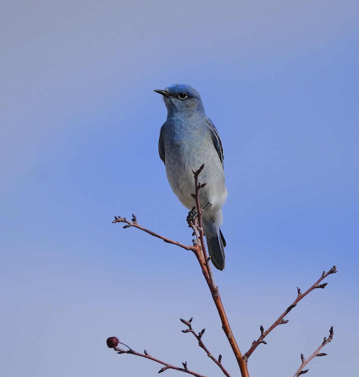 Mountain Bluebird - ML544354501