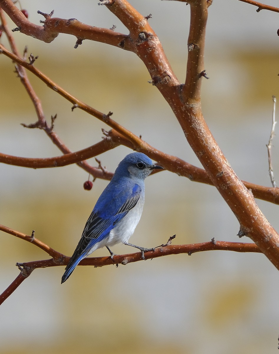 Mountain Bluebird - ML544354521