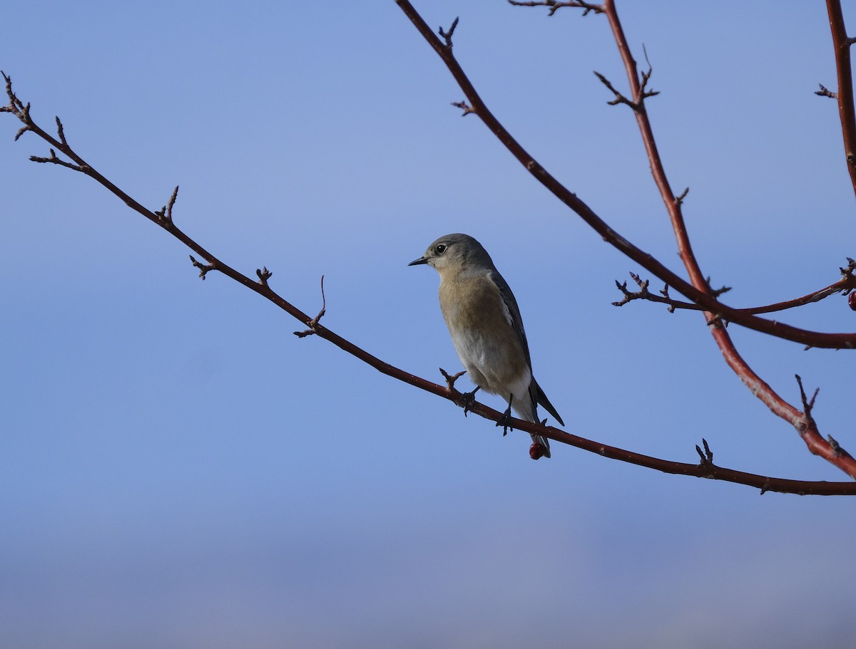 Mountain Bluebird - ML544354531