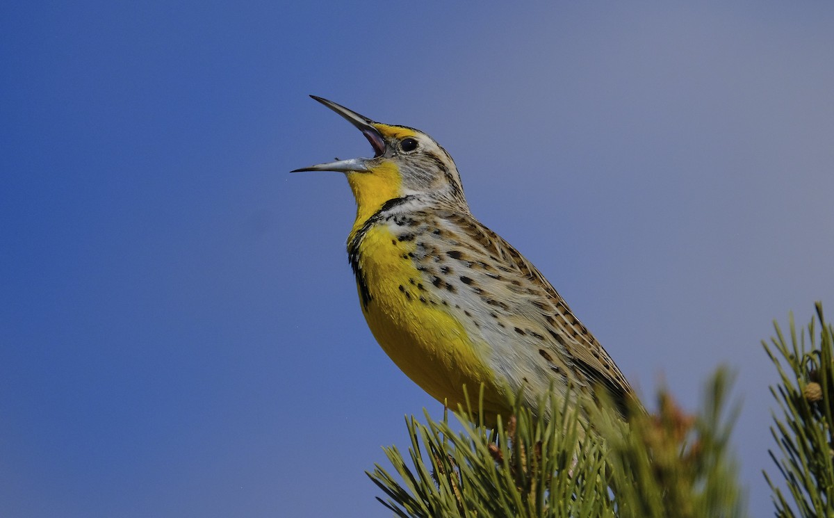 Western Meadowlark - ML544354621