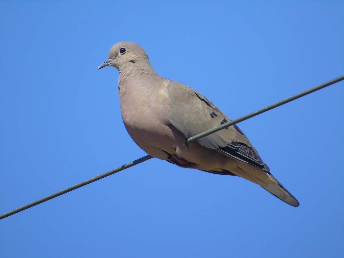 Eared Dove - ML544356191