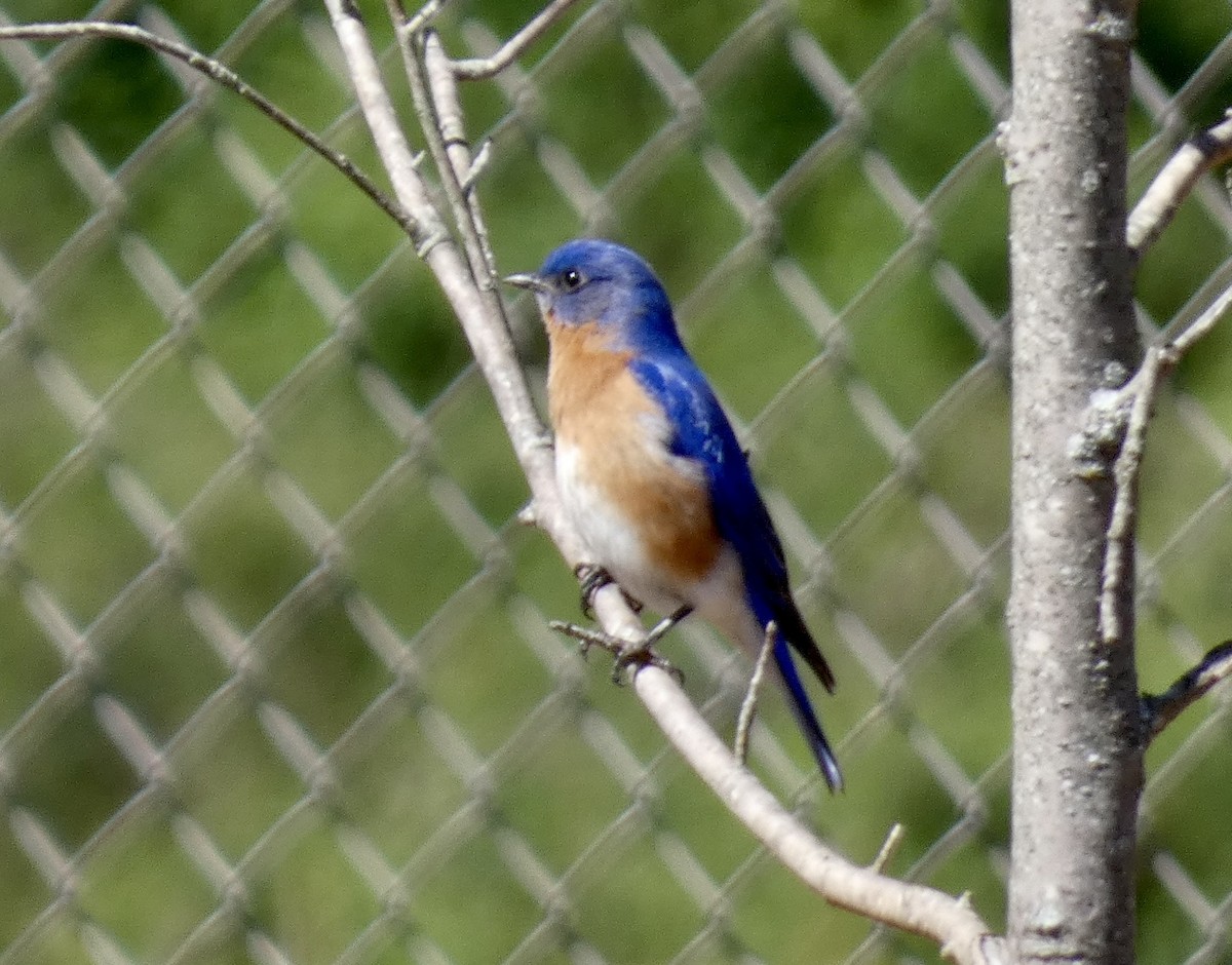 Eastern Bluebird - ML544356231