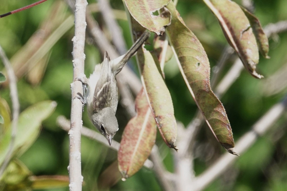 Braunaugenvireo - ML544356761