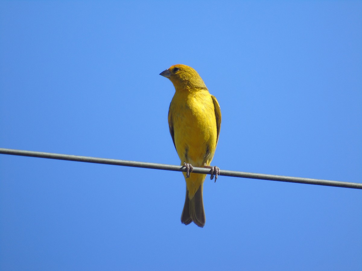 Saffron Finch - ML544357351