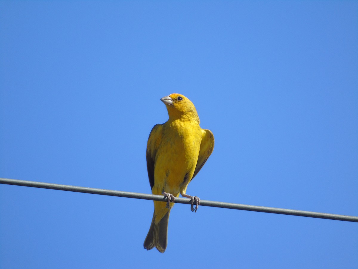 Saffron Finch - ML544357391