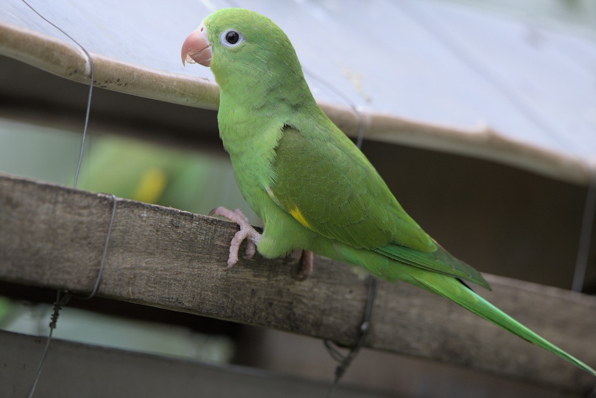 Yellow-chevroned Parakeet - ML544357951
