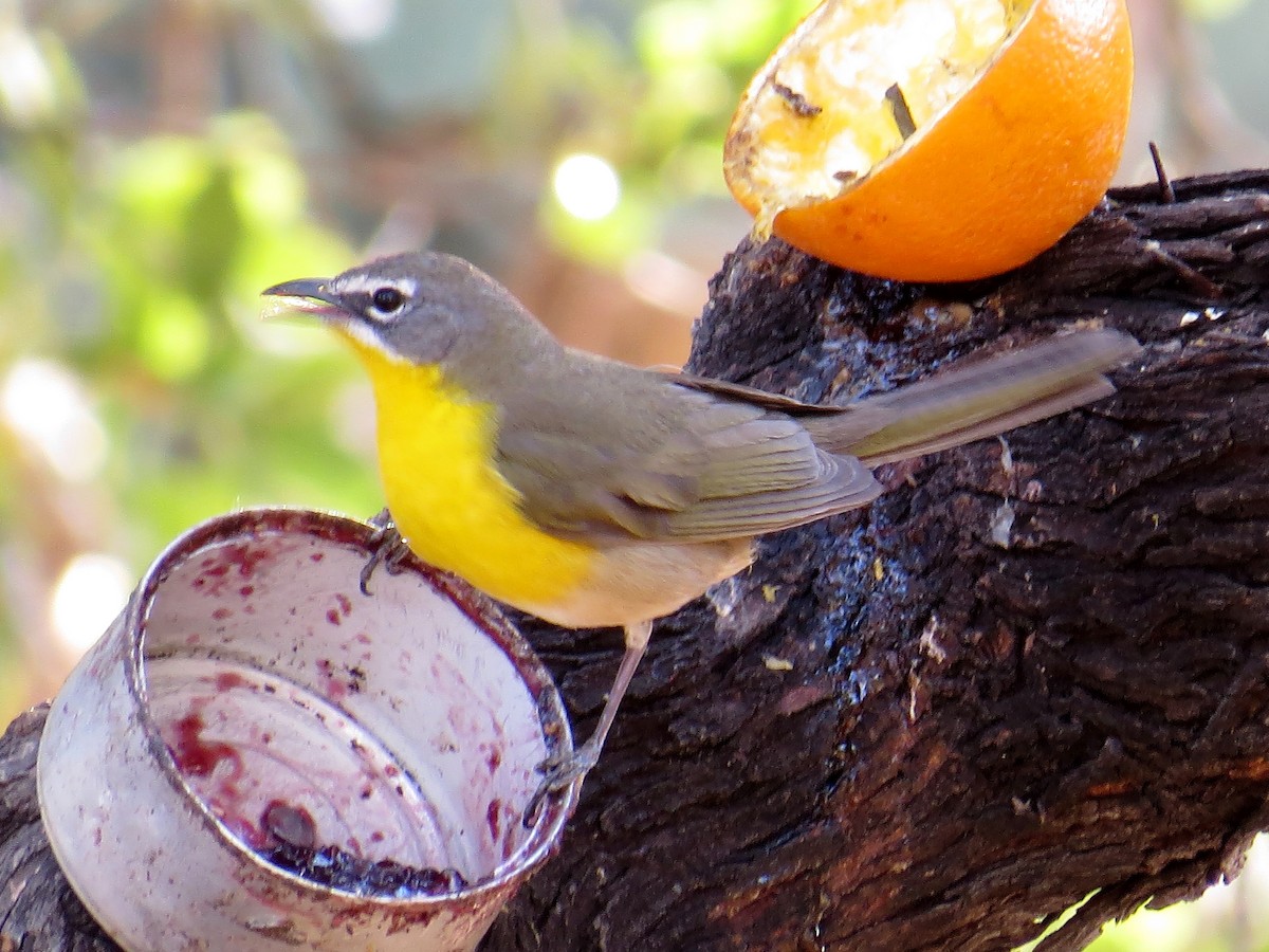 Yellow-breasted Chat - ML54435891