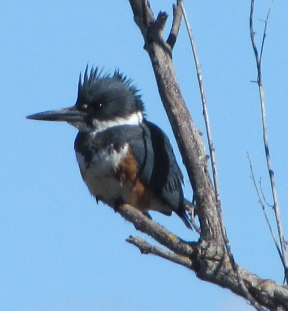 Belted Kingfisher - ML544359691