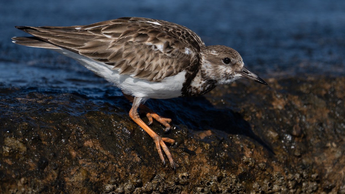 kamenáček pestrý - ML544360431