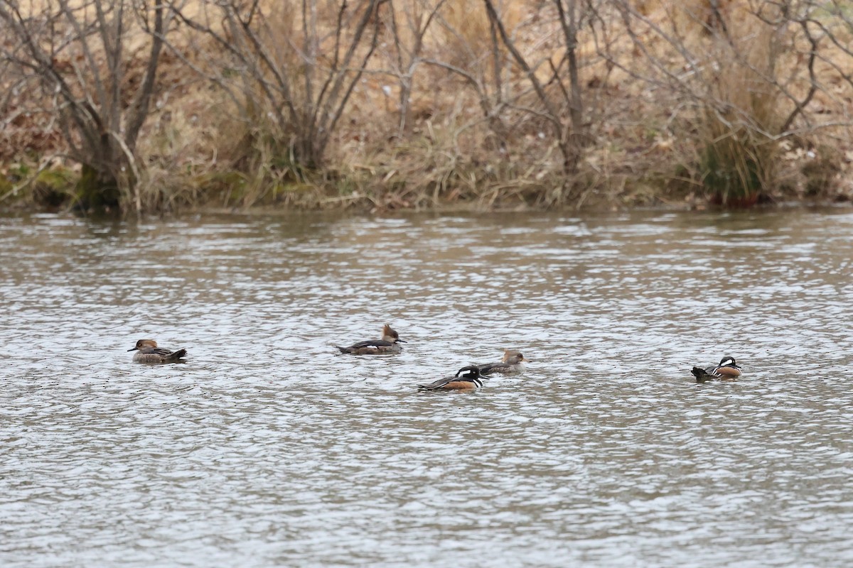 Hooded Merganser - ML544362021