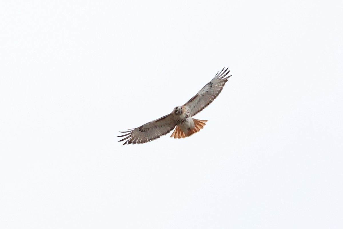 Red-tailed Hawk - ML544362211