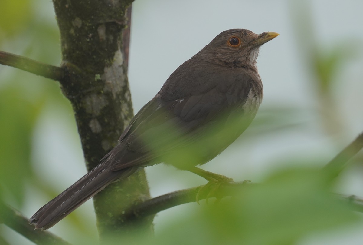 Ecuadorian Thrush - ML544362711