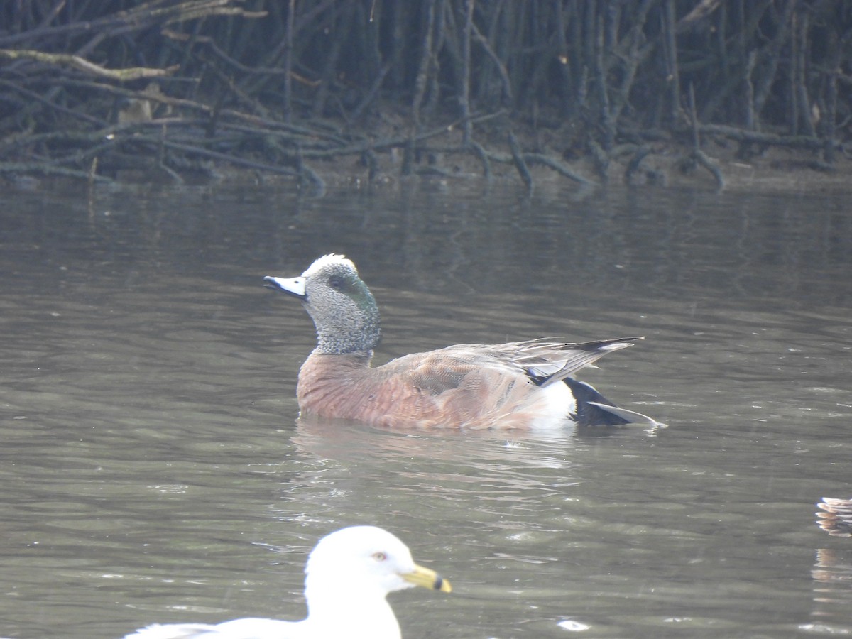 American Wigeon - ML544362731