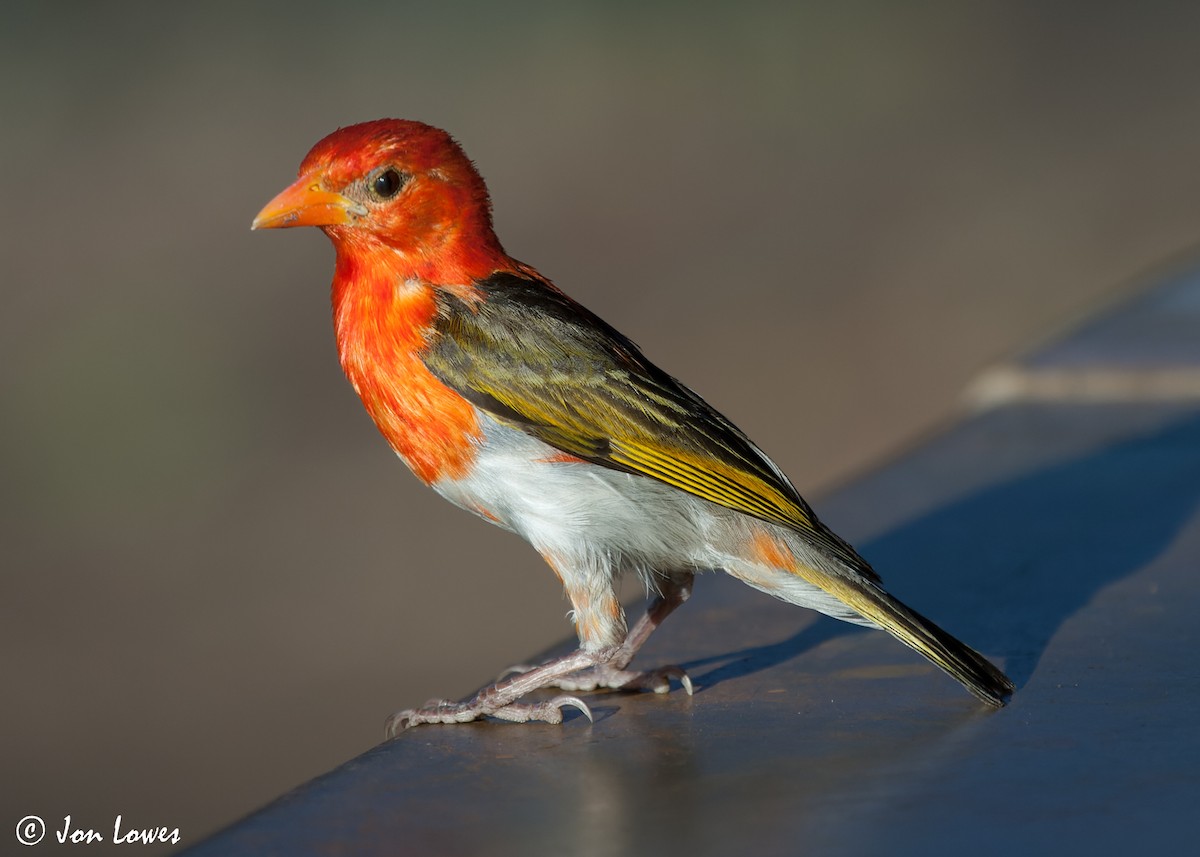 Red-headed Weaver (Southern) - ML544362801