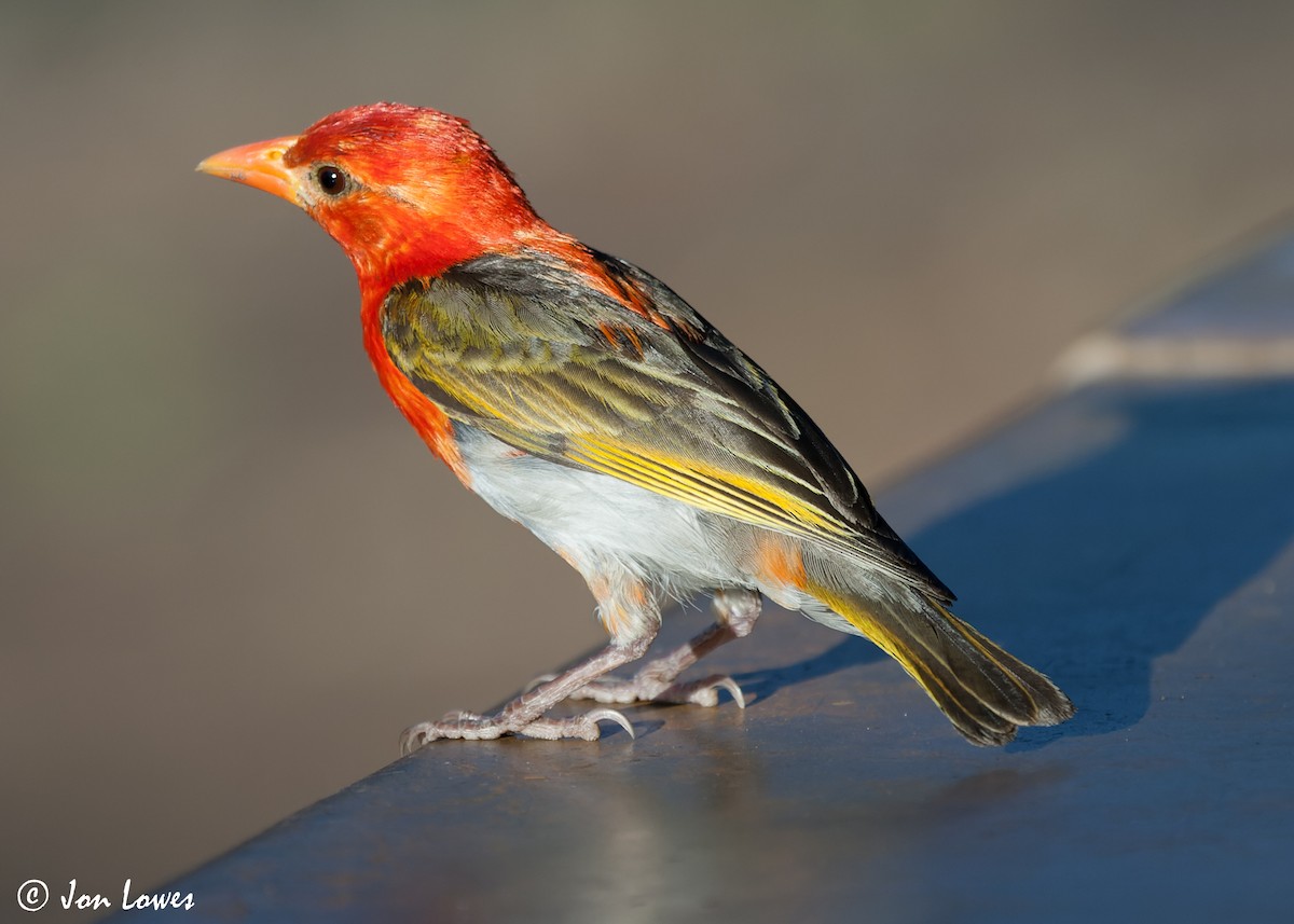 Red-headed Weaver (Southern) - ML544362811