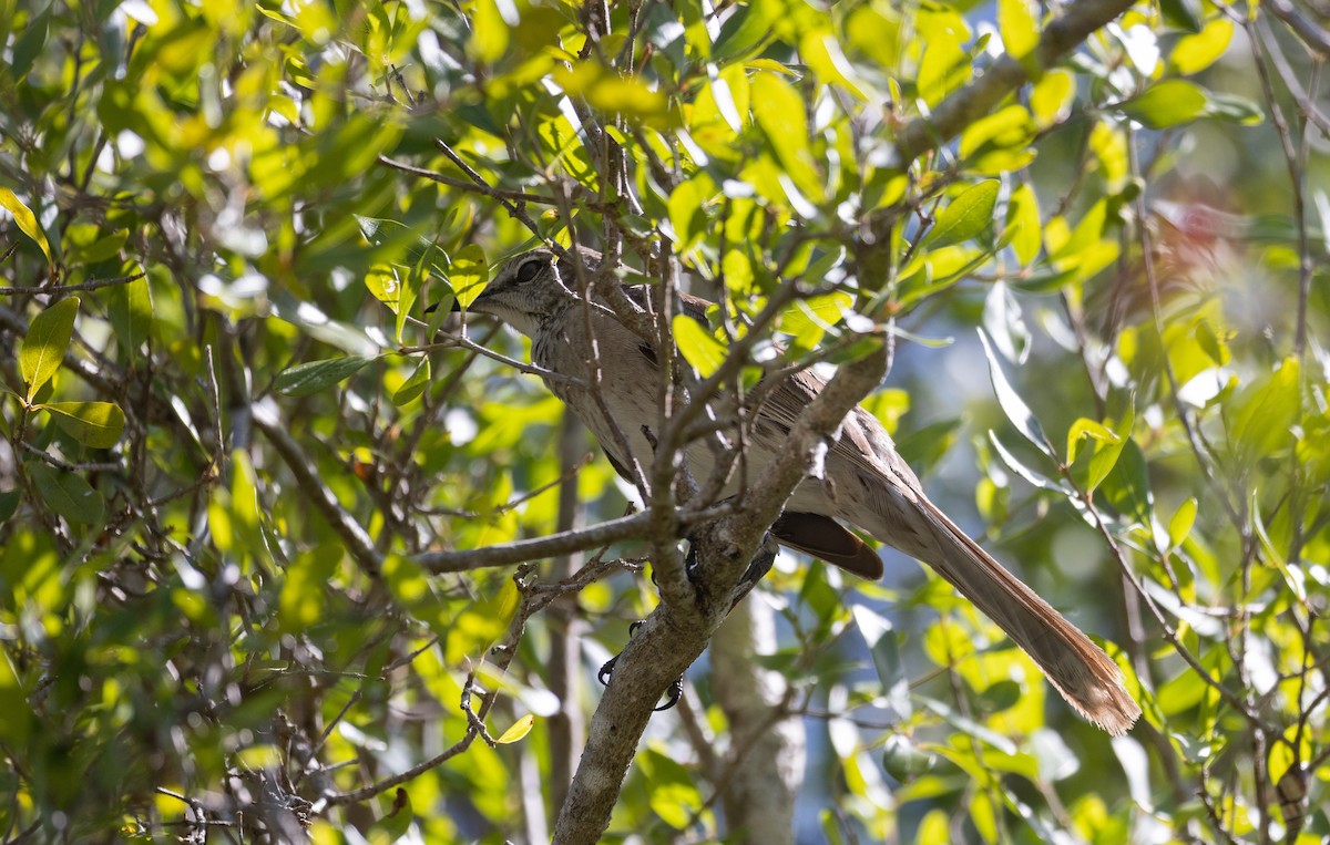 Bahama Mockingbird - ML544363141