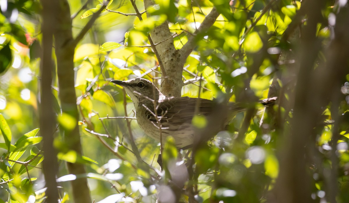 Bahama Mockingbird - ML544363161