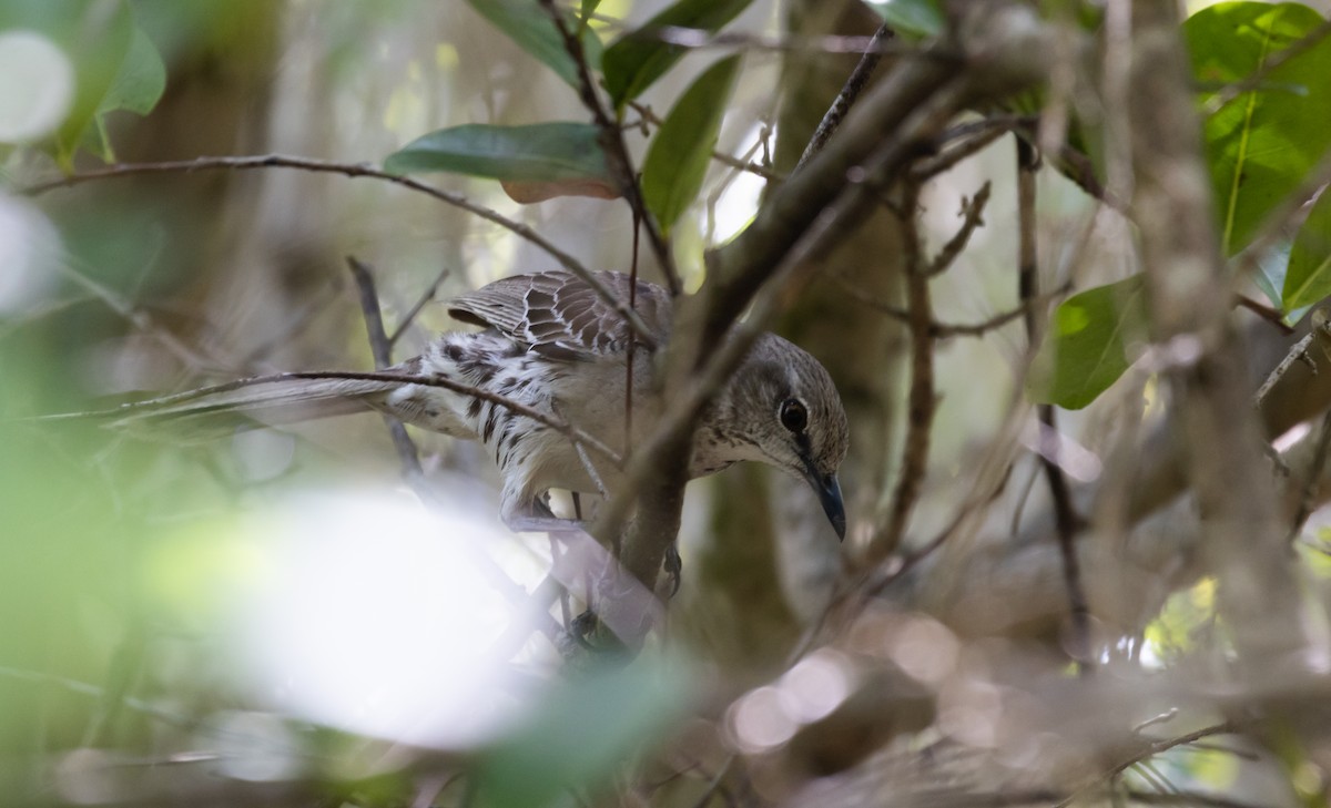 Bahama Mockingbird - ML544363211