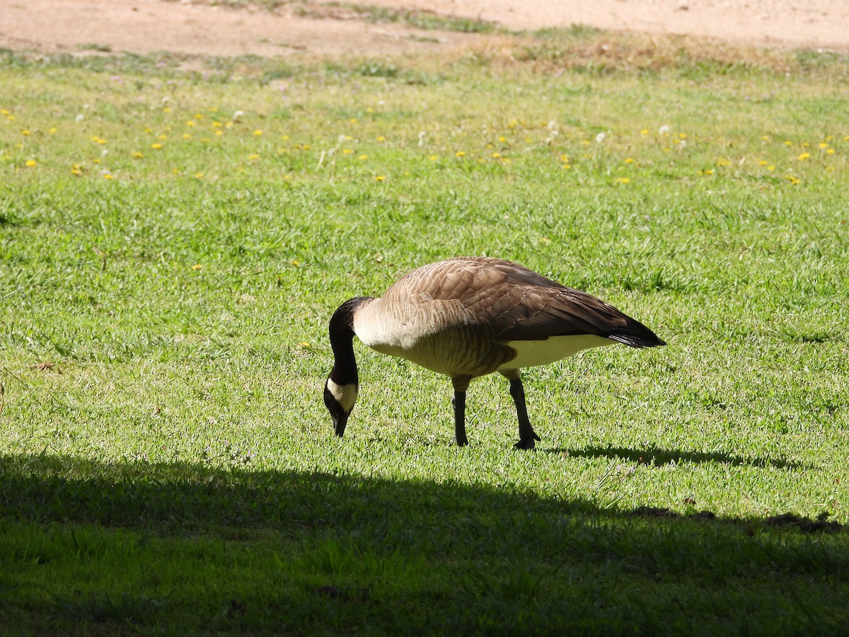 Canada Goose - ML544363321