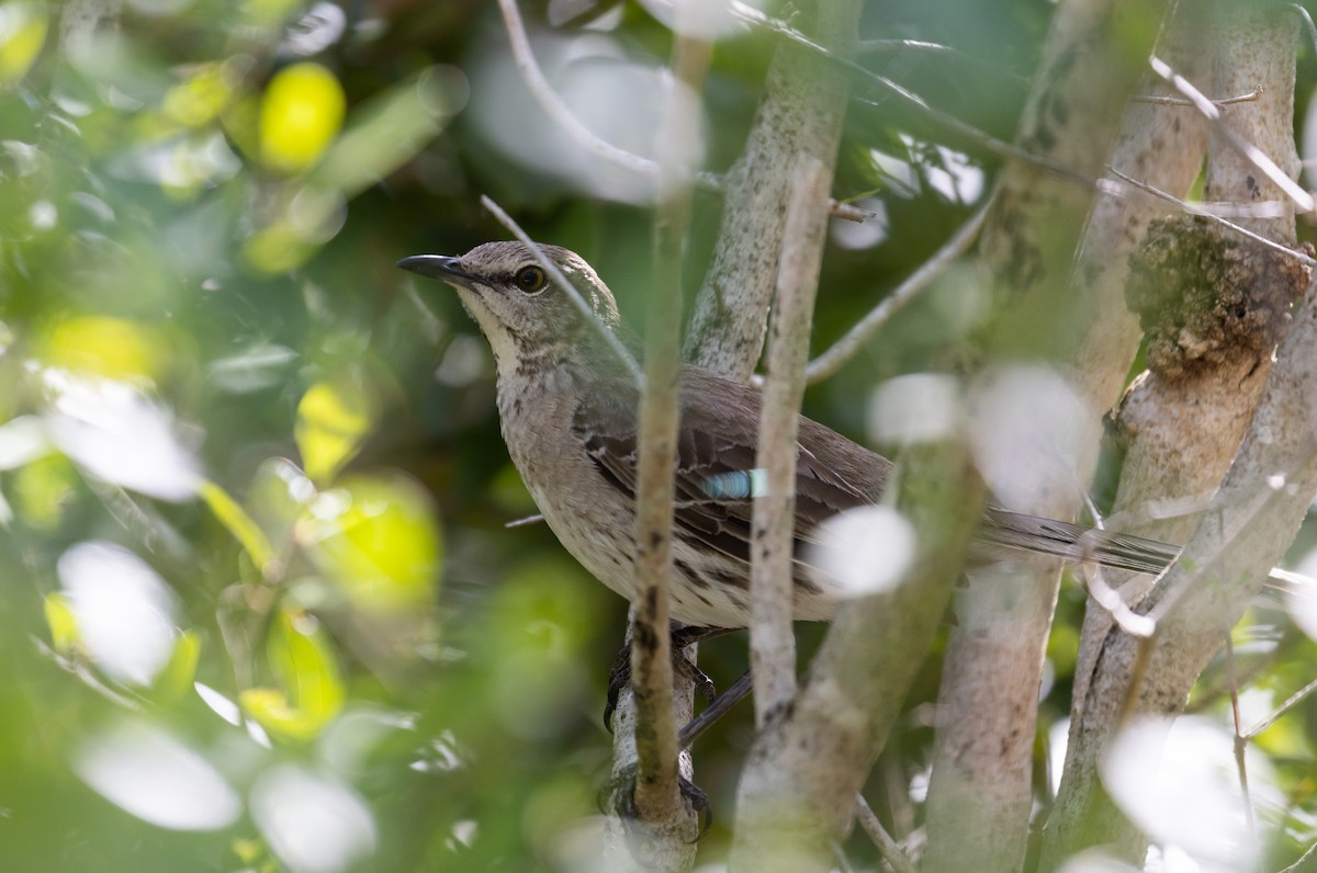 Bahama Mockingbird - ML544363411