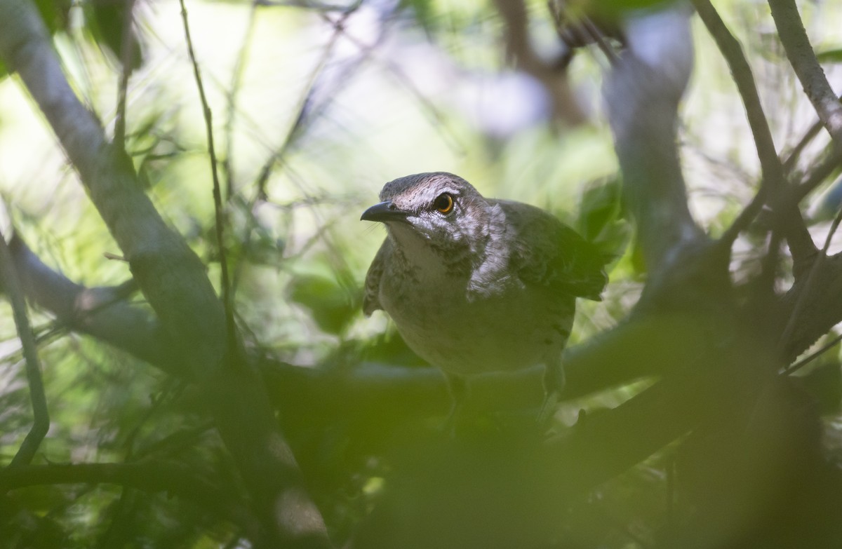 Bahama Mockingbird - ML544365191