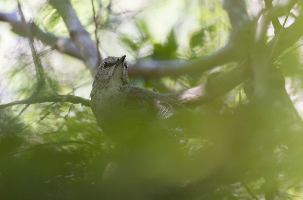 Bahama Mockingbird - ML544365201
