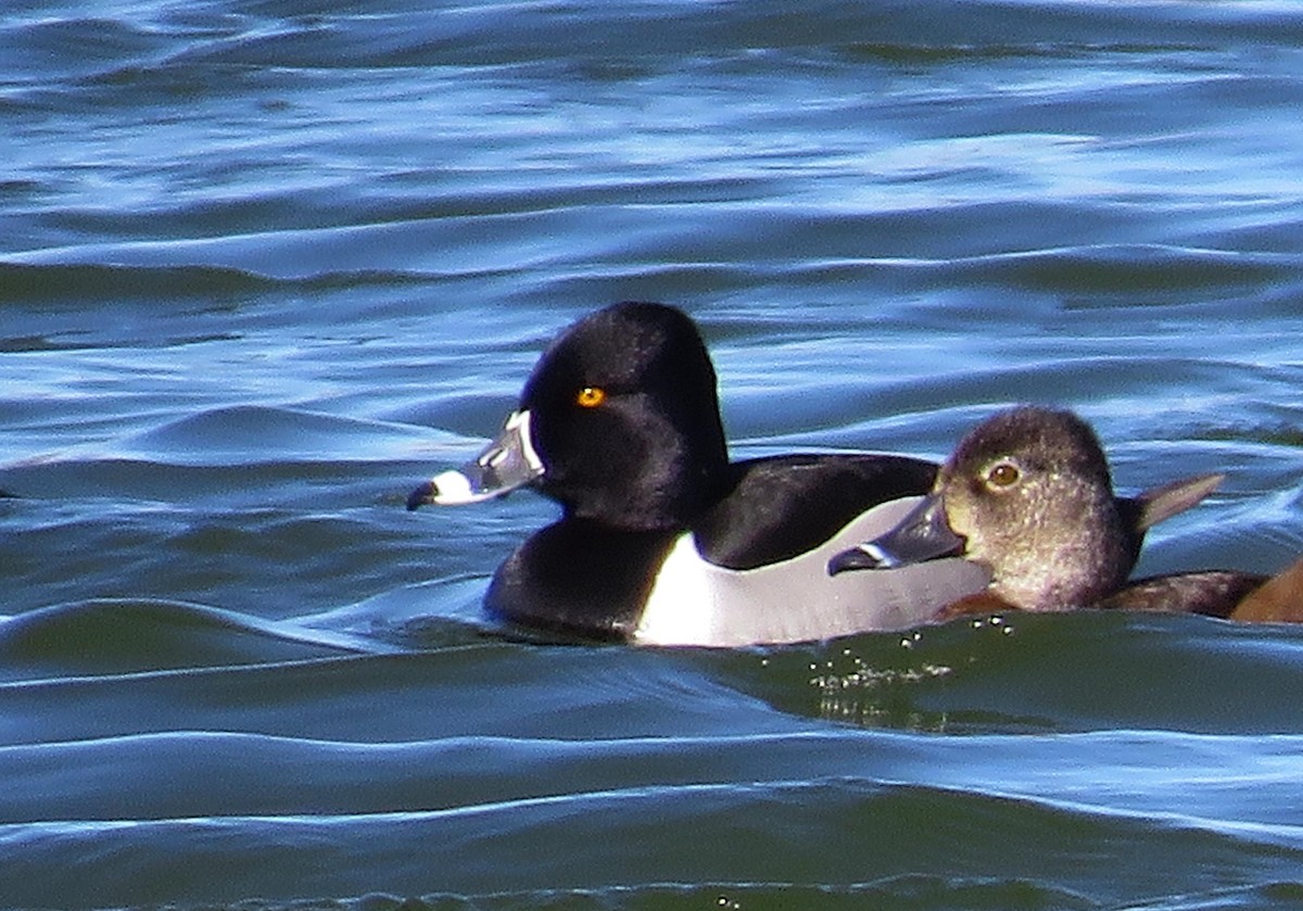 Ring-necked Duck - Mike Burkoski