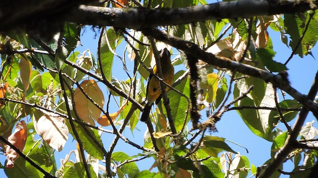 Black-thighed Grosbeak - ML544366641