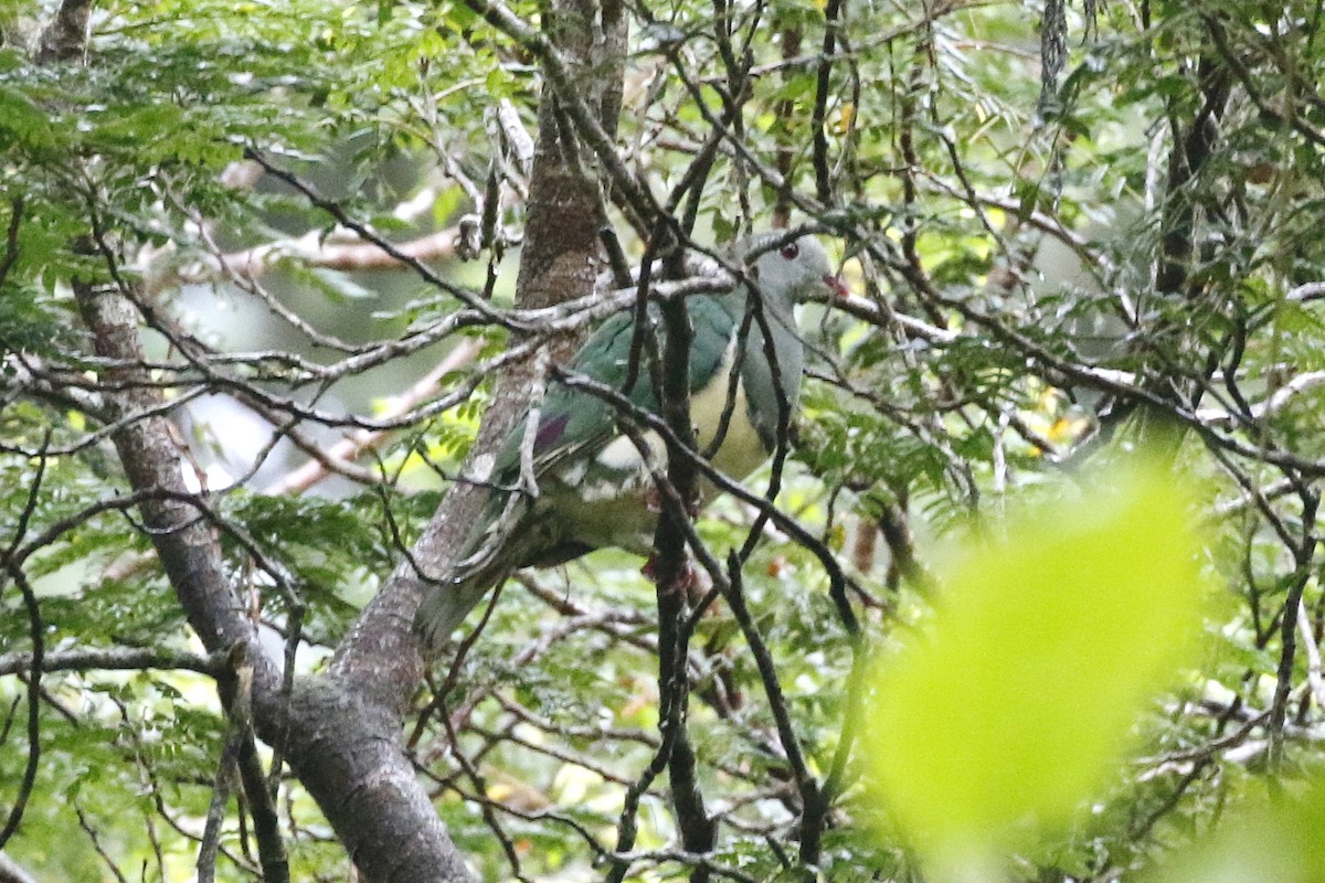 Светлогрудый фруктовый голубь - ML544366951