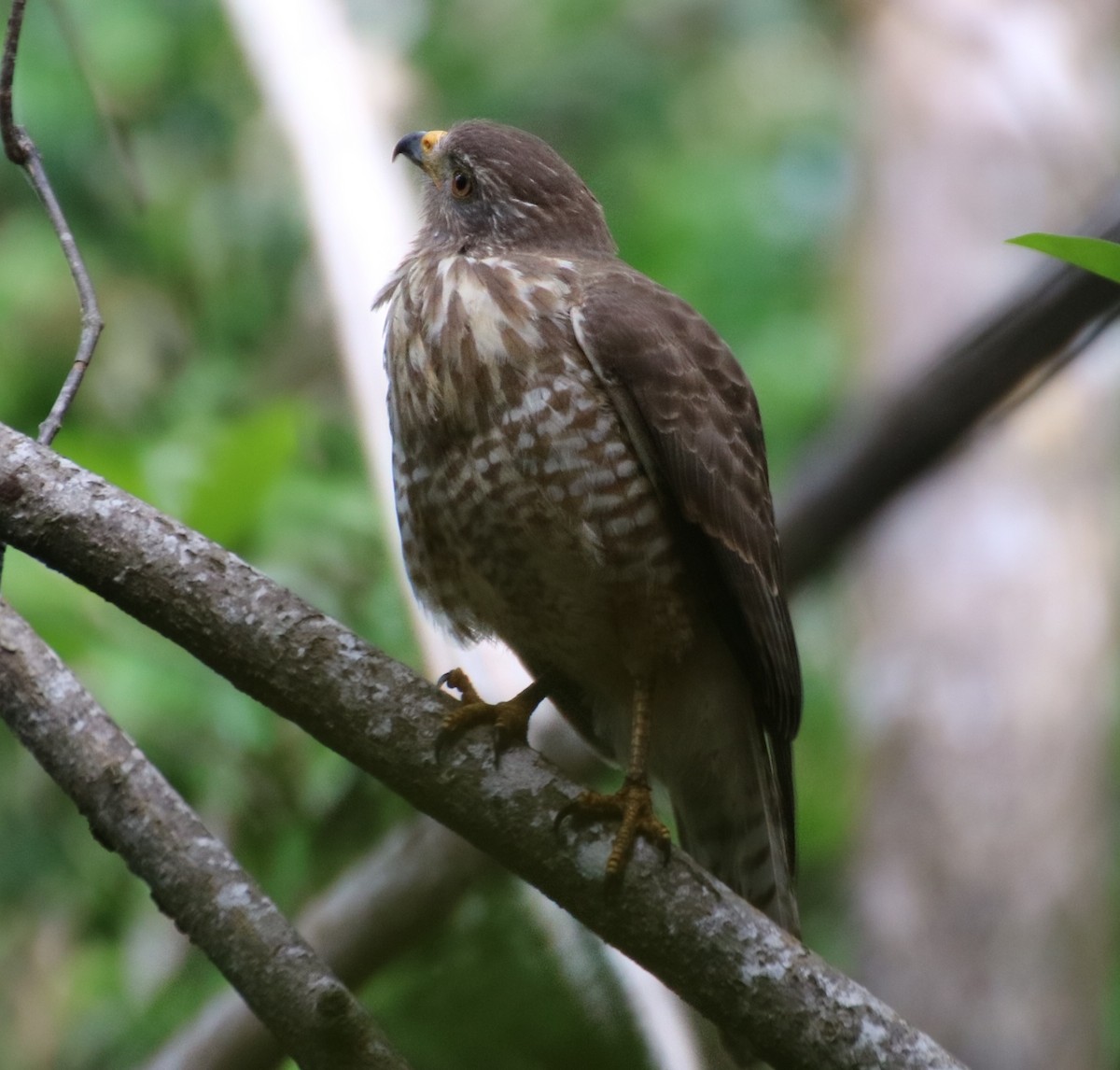 Roadside Hawk (Northern) - ML544367141