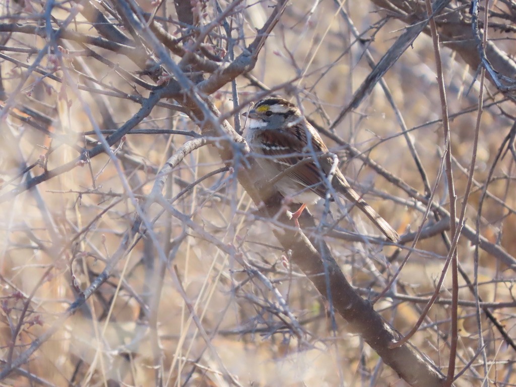 White-throated Sparrow - Lori Pivonka