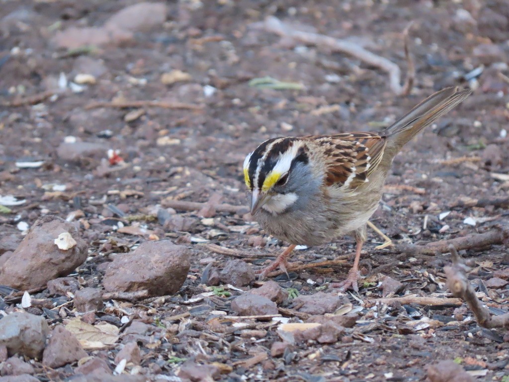 White-throated Sparrow - Lori Pivonka