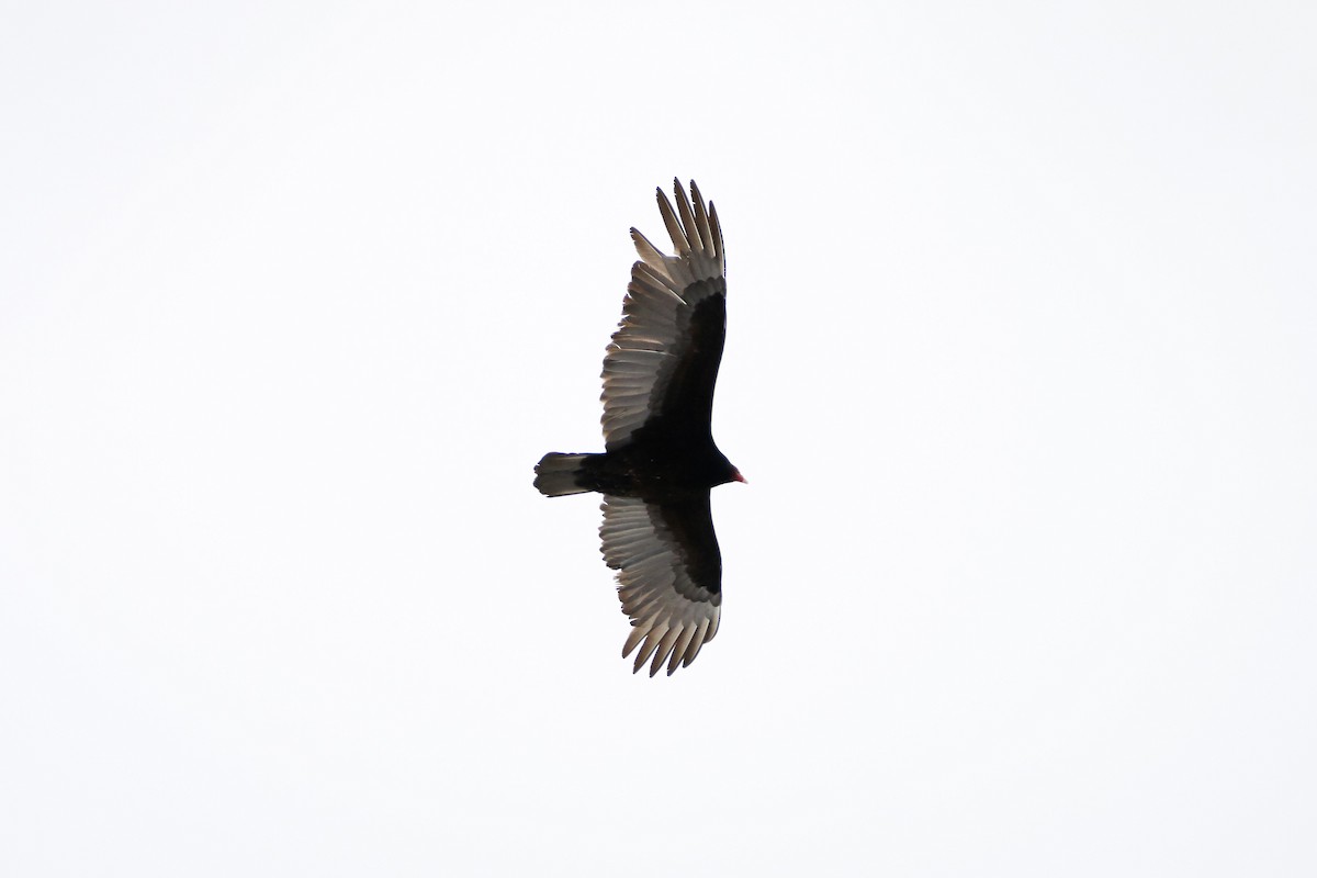 Turkey Vulture - ML544367571