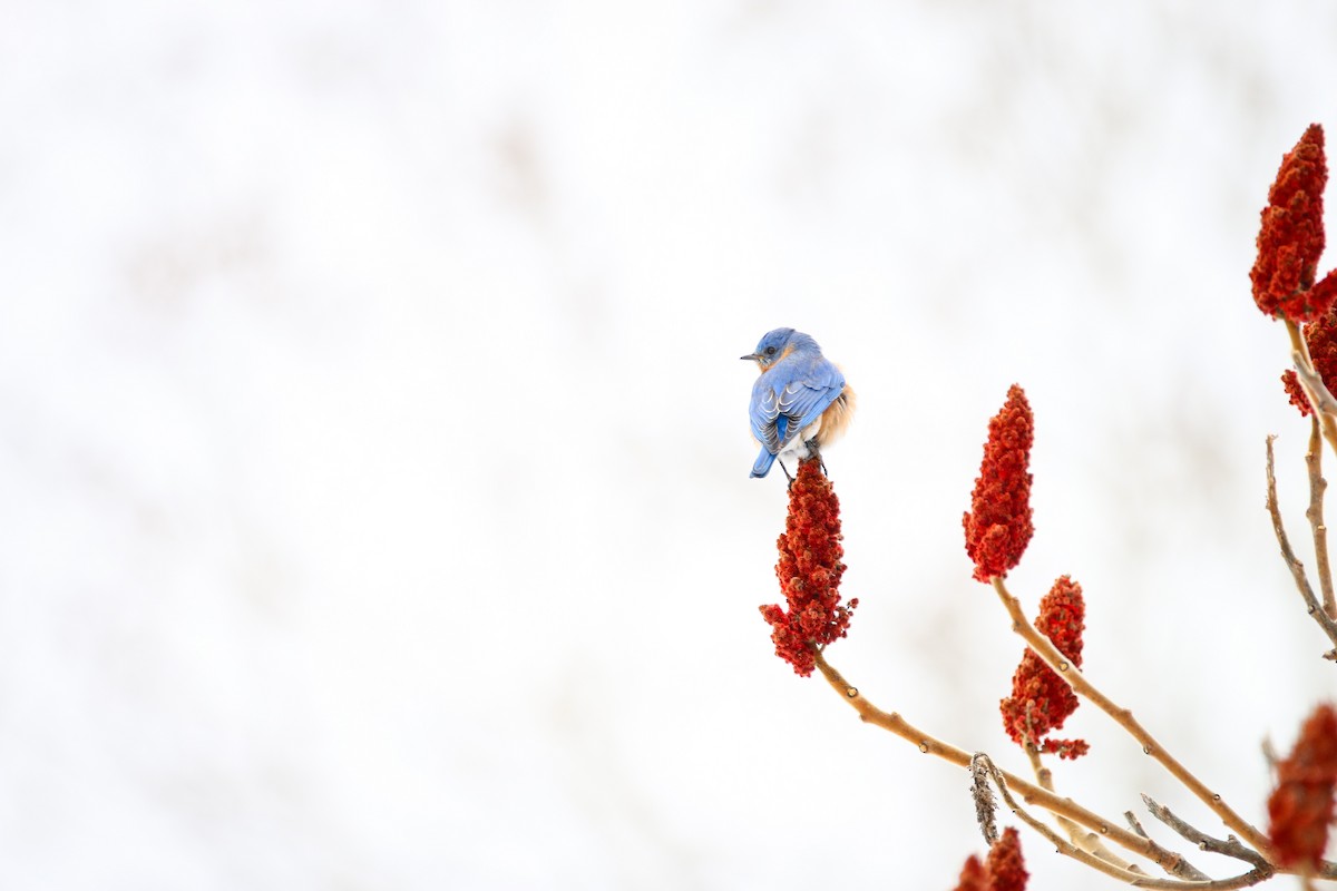 Eastern Bluebird - ML544367871