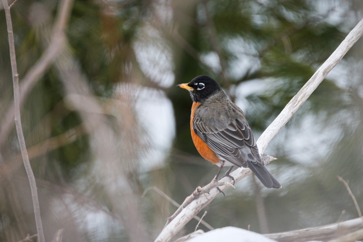 American Robin - ML544367891