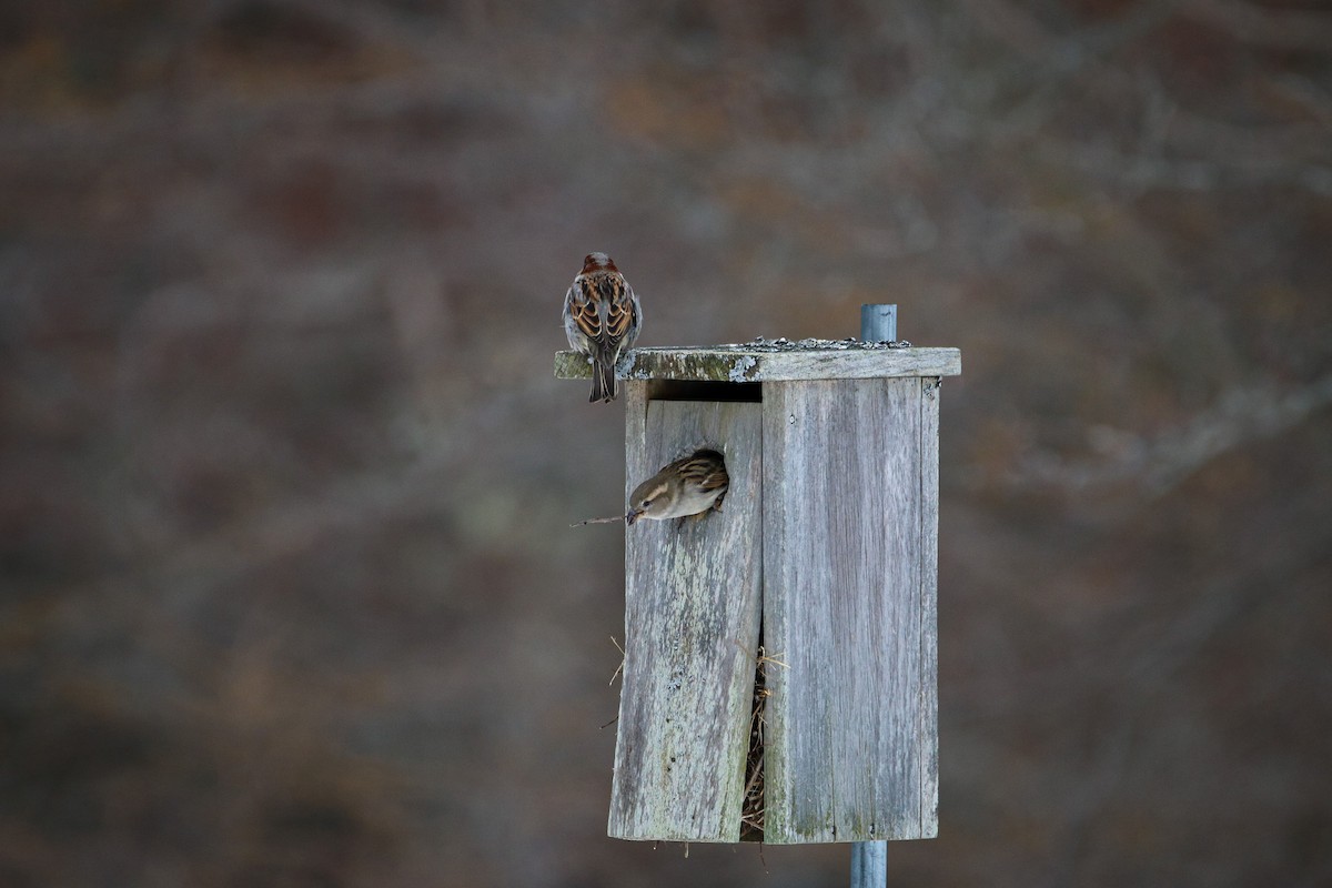 House Sparrow - ML544368041