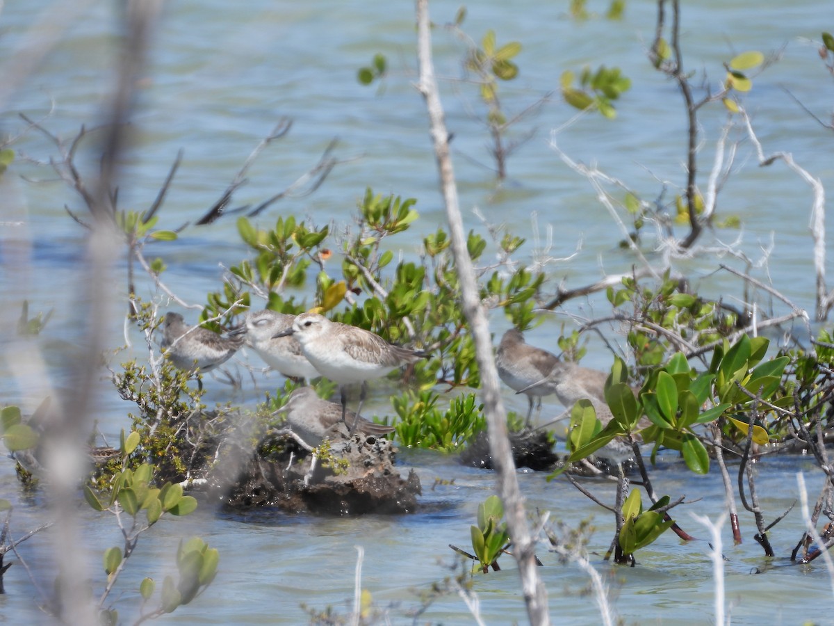 Short-billed Dowitcher - ML544370001